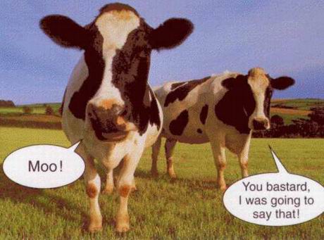 mooo.jpg